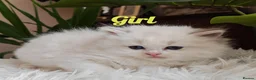 Ragdoll cats for sale: PUREBRED RAGDOLL KITTENS GCCF REGISTERED  - Advert 11