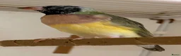 Finches birds for sale: Female Gouildian finches available young  - Advert 15