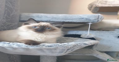 Ragdoll cats - Advert 10