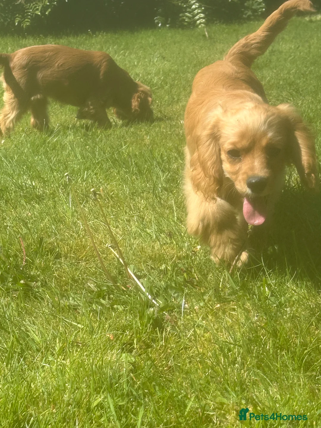 Mixed Breed dogs for sale: Cockalier fully vaccinated  - Advert 12