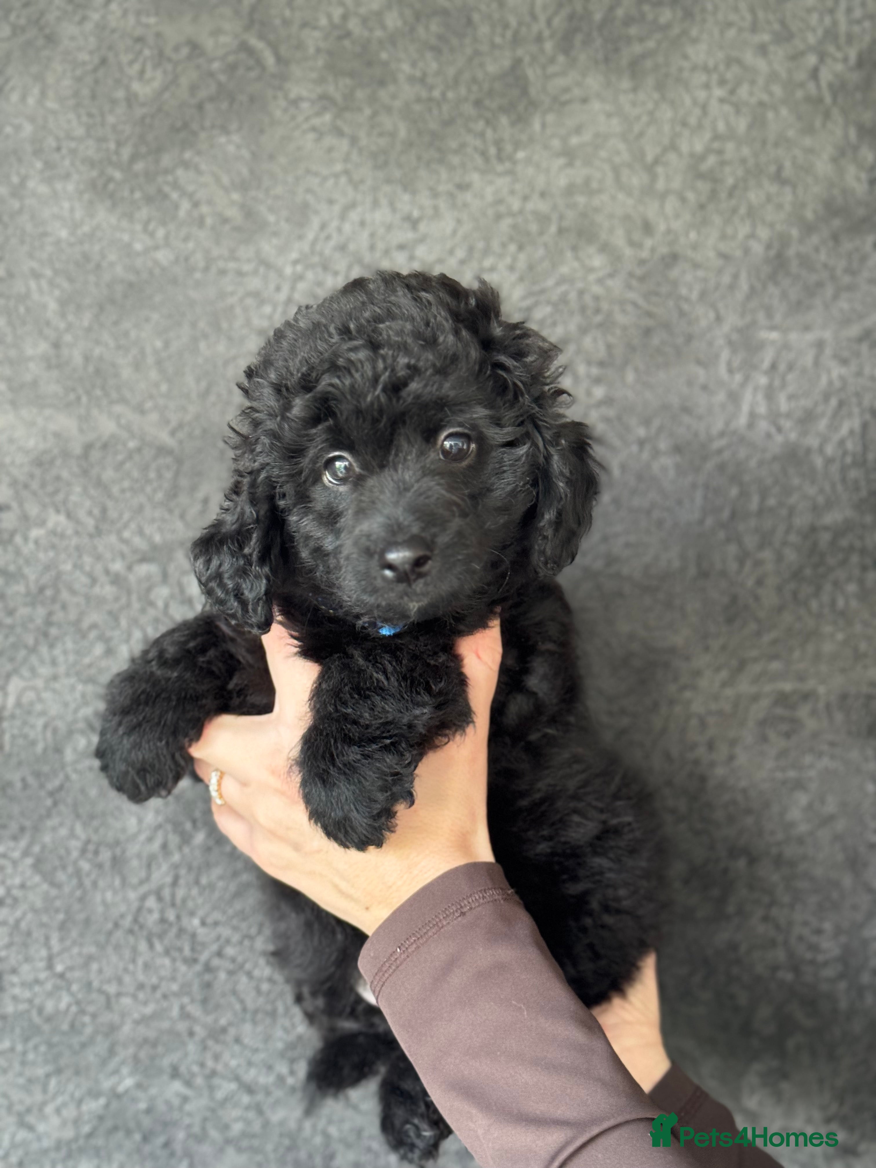 Aussiedoodle dogs **FINAL PUP** MICRO MINI AussieDoodle Pup 💙💙 - Advert 8