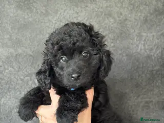 Aussiedoodle dogs **FINAL PUP** MICRO MINI AussieDoodle Pup 💙💙 - Advert 8