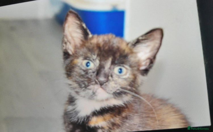 Mixed Breed cats - Advert 8