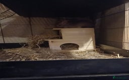 Chinchilla rodents for sale: Chinchilla for sale - Image 4