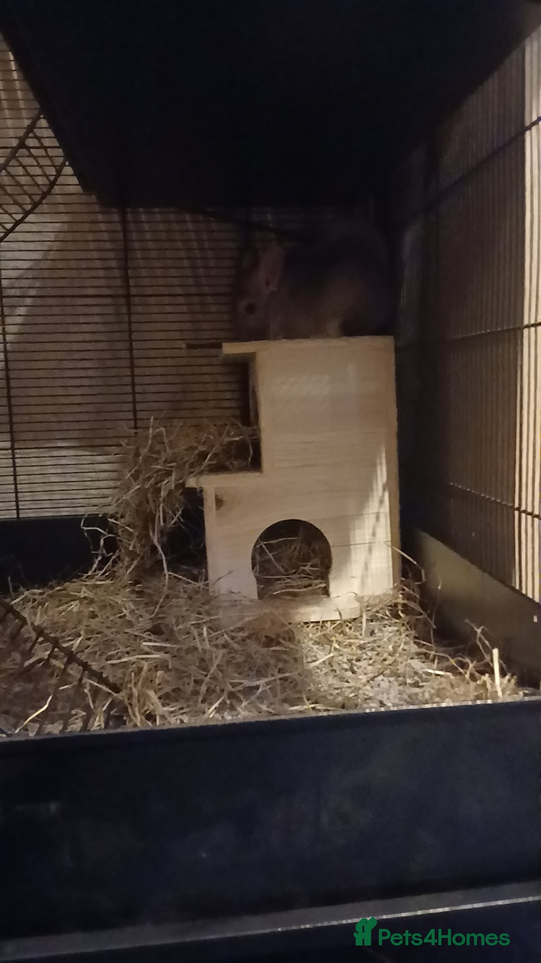 Chinchilla rodents for sale: Chinchilla for sale - Image 4