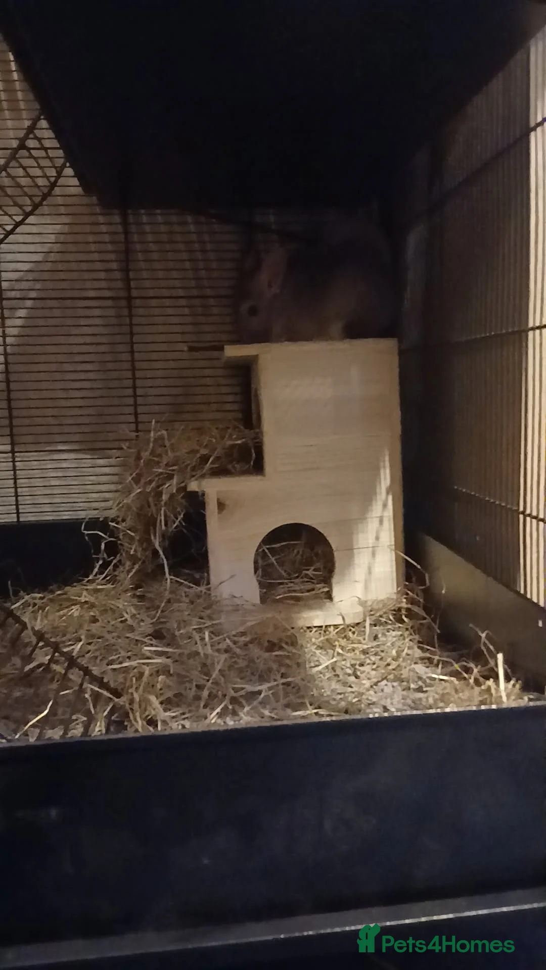 Chinchilla rodents for sale: Chinchilla for sale - Advert 4