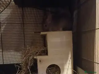 Chinchilla rodents Chinchilla cage for sale - Advert 20