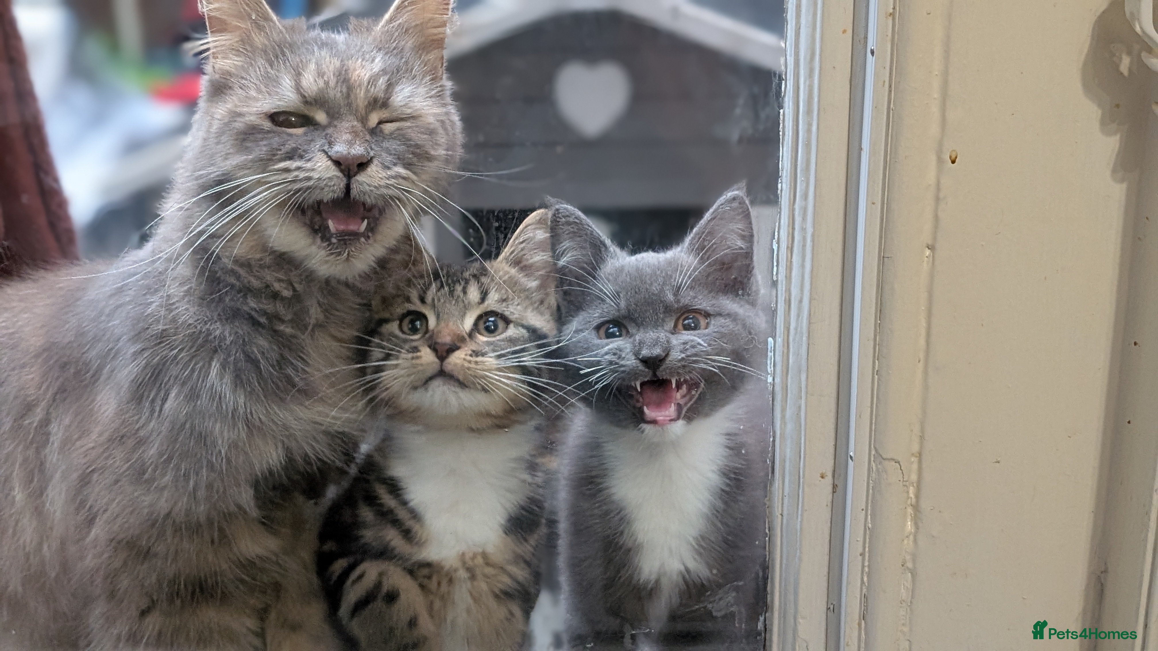 Mixed Breed cats 7 month male kittens/ cats. X2 - Advert 2