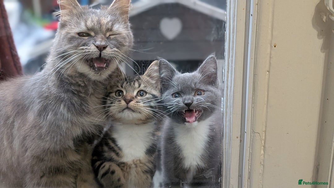 Mixed Breed cats for sale: 7 month male kittens/ cats. X2 - Advert 1