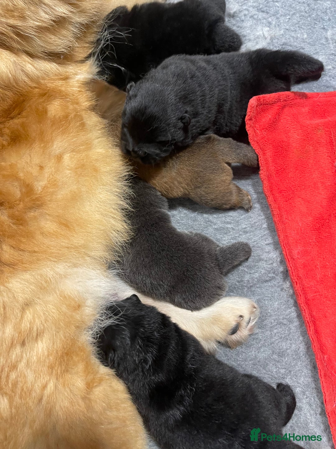 Chow Chow dogs for sale: 🧸🧸Beautiful Chow Chow Puppies🧸🧸 - Advert 28