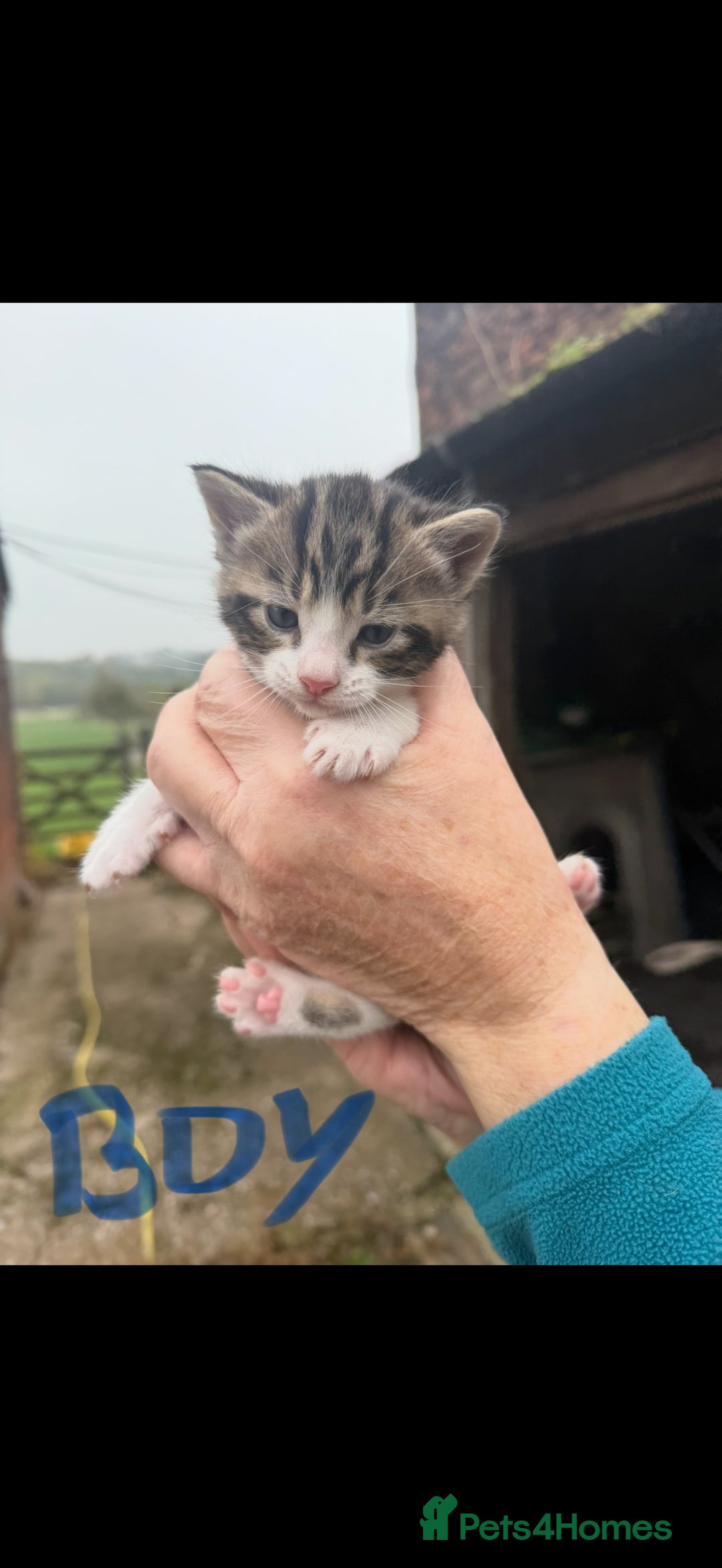 Mixed Breed cats for sale: Tabby Kittens for sale - Image 2