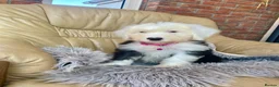 Old English Sheepdog dogs for sale: Old English sheep dog puppies  - Advert 3