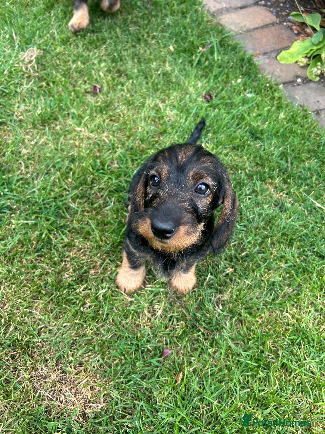 Dachshund dogs for sale: Beautiful KC registered wire haired Dachshunds in Bridgnorth - Image 24