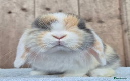Mini Lop rabbits for sale: Mini lop baby boy  - Image 3