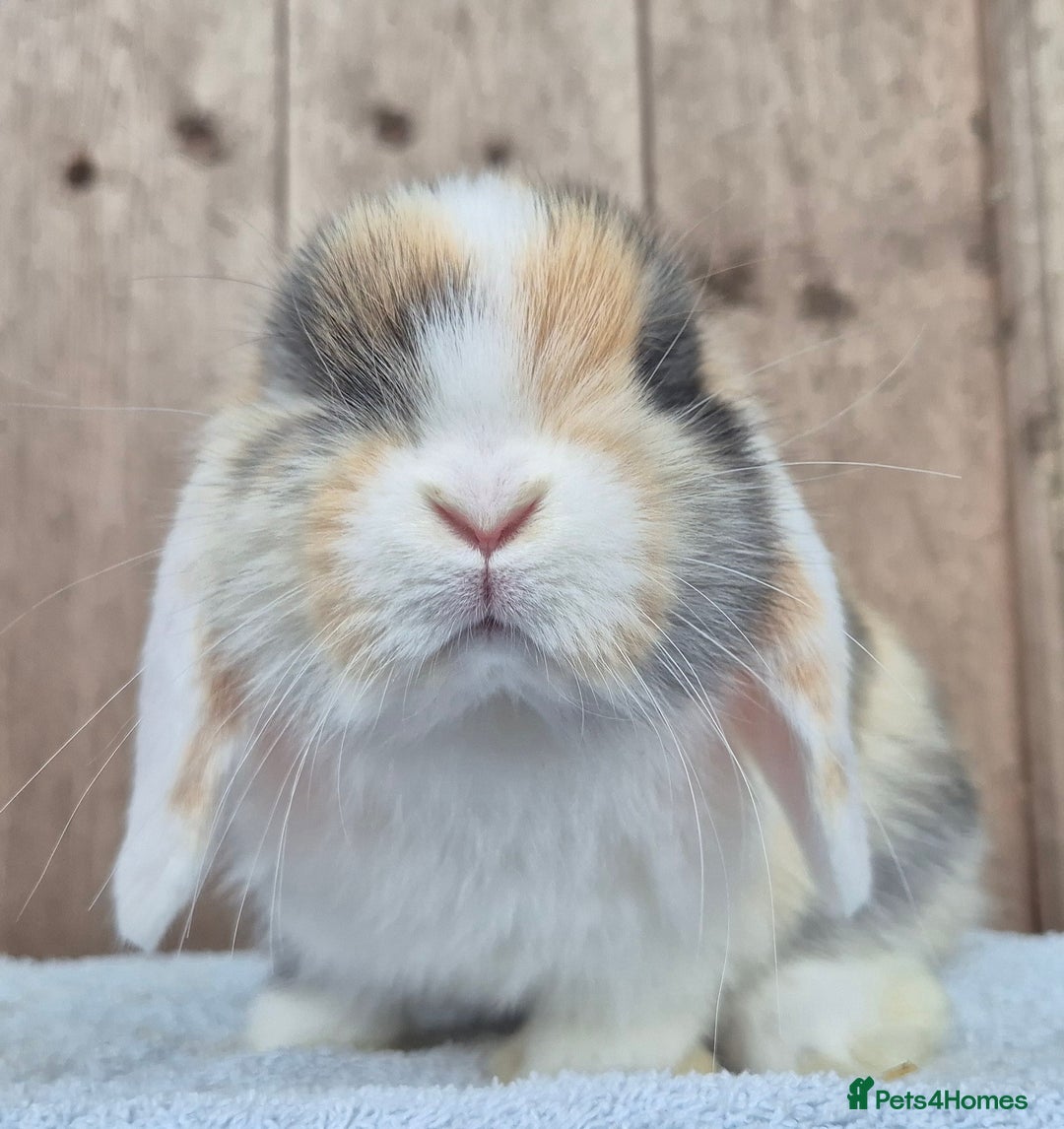 Mini Lop rabbits for sale: Mini lop baby boy  - Image 3
