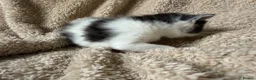 Mixed Breed cats for sale: Only 4 kittens left  - Advert 19