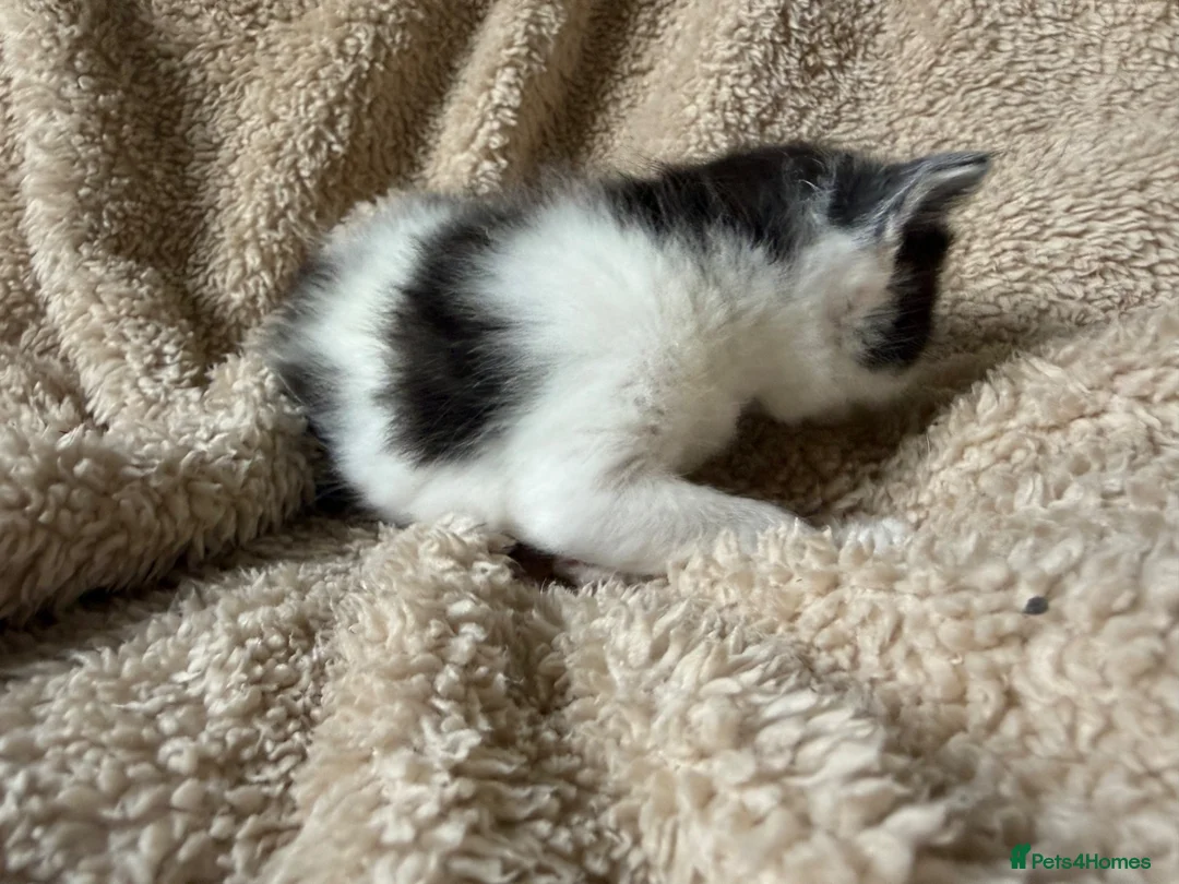 Mixed Breed cats for sale: Only 4 kittens left  - Advert 19