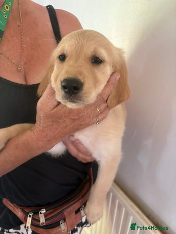 Golden Retriever dogs in Newnham - Advert 8