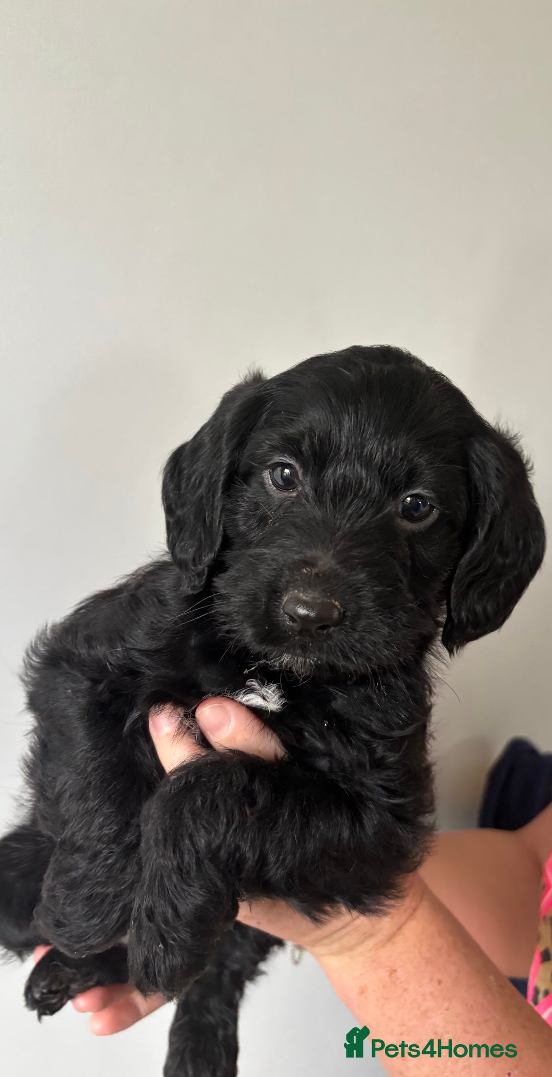 Labradoodle dogs for sale: 1 black girl ready now - Image 1