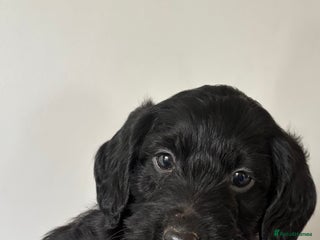 Labradoodle dogs - Advert 5