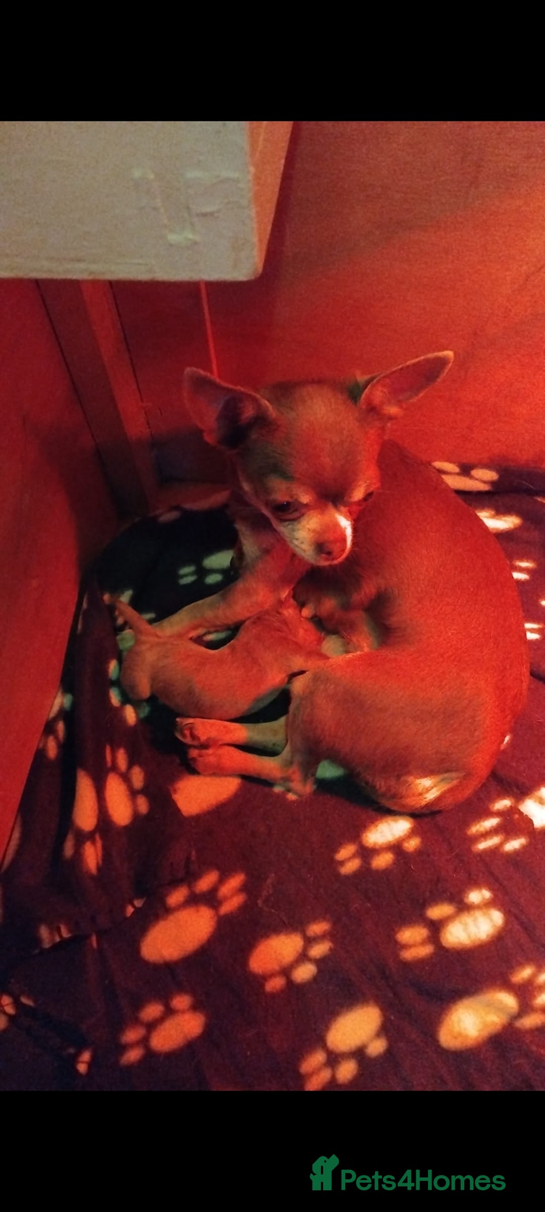 Chihuahua dogs for sale: Tiny KC lilac smooth coat chihuahua pup for sale  - Image 3