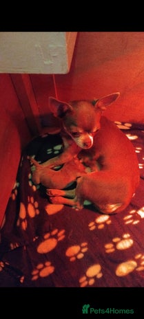 Chihuahua dogs - Advert 6
