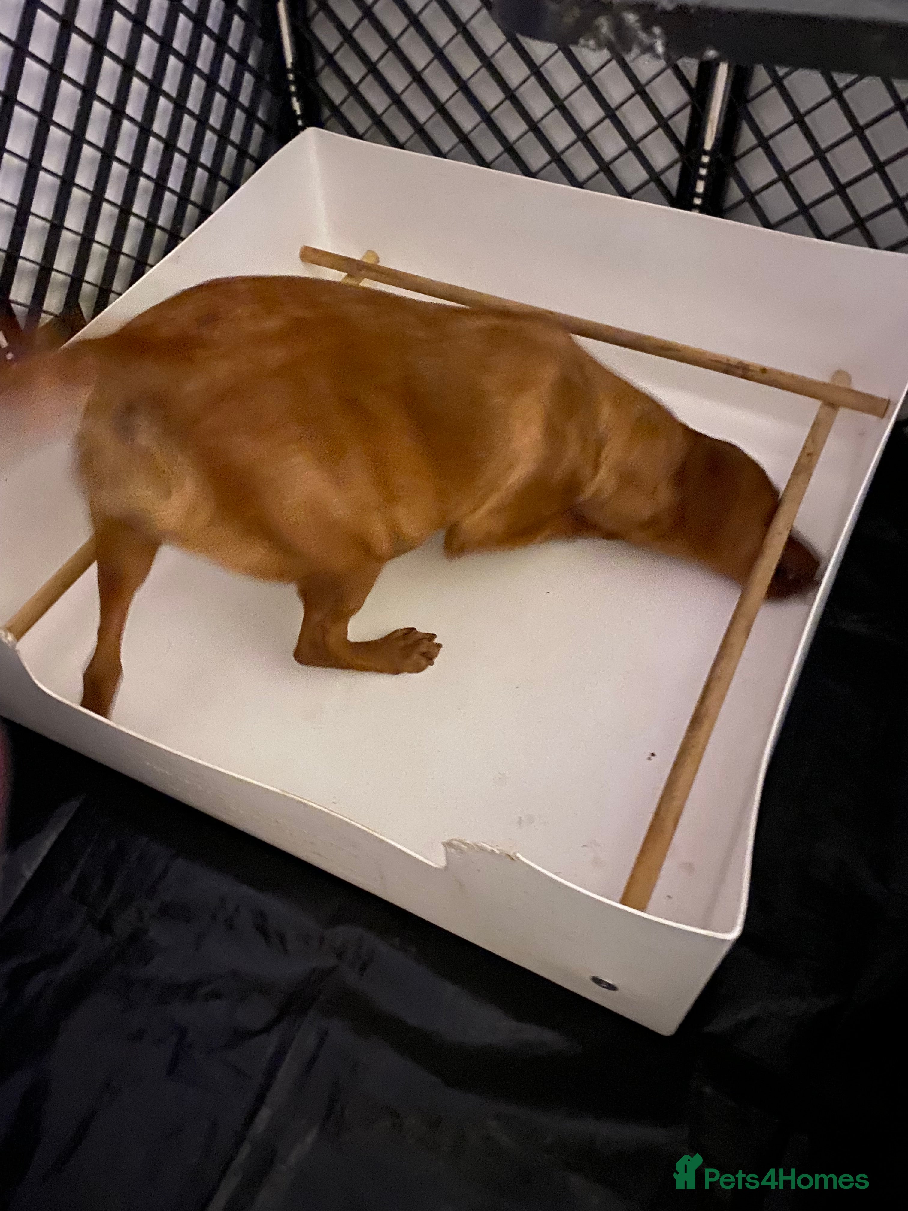 Labrador Retriever dogs Yellow RKC Reg Labrador puppies🐾💛 - Advert 11