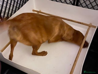 Labrador Retriever dogs Yellow RKC Reg Labrador puppies🐾💛 - Advert 6