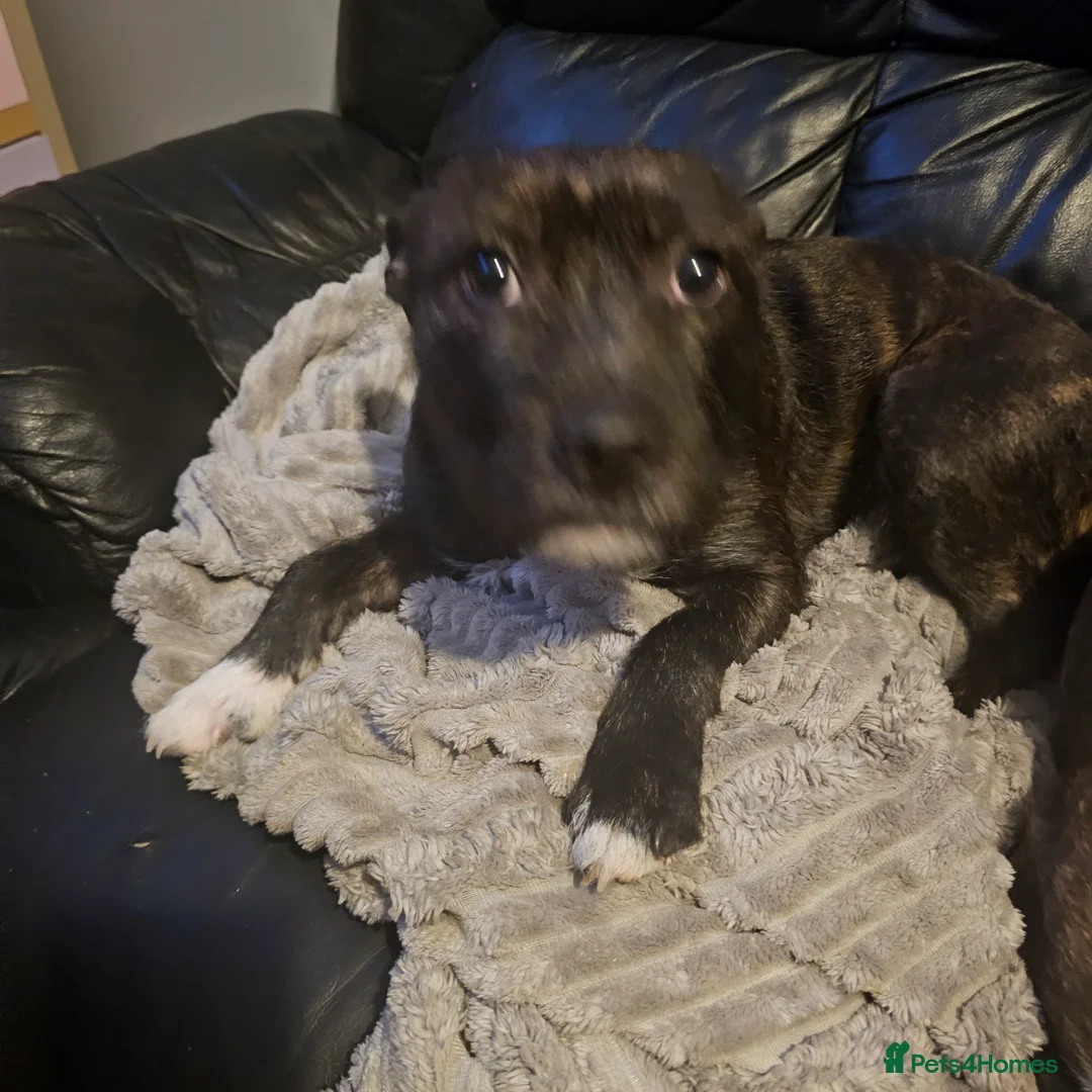 Mixed Breed dogs for sale: Beautiful Luna - Advert 1