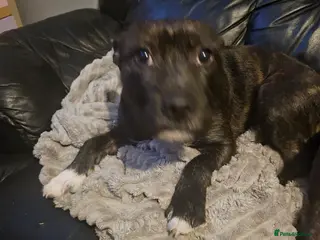 Mixed Breed dogs Beautiful Luna - Advert 1