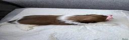 Shih Tzu dogs for sale: Shih Tzu  in Glasgow - Advert 7