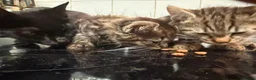 Domestic Shorthair cats for sale: Cat o' Fam ♥️ 💖 💓  - Advert 11