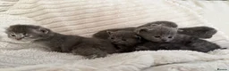 Scottish Fold cats for sale: 8 Beautiful blue Scottish folds  - Advert 7