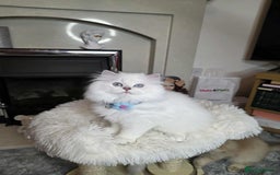 British Longhair cats for sale: Purebred British Longhair Boys-WCF Pedigree - Image 17