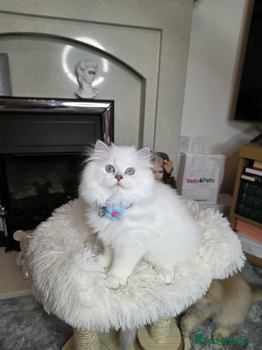 British Longhair cats for sale: Purebred British Longhair Boys-WCF Pedigree - Image 17