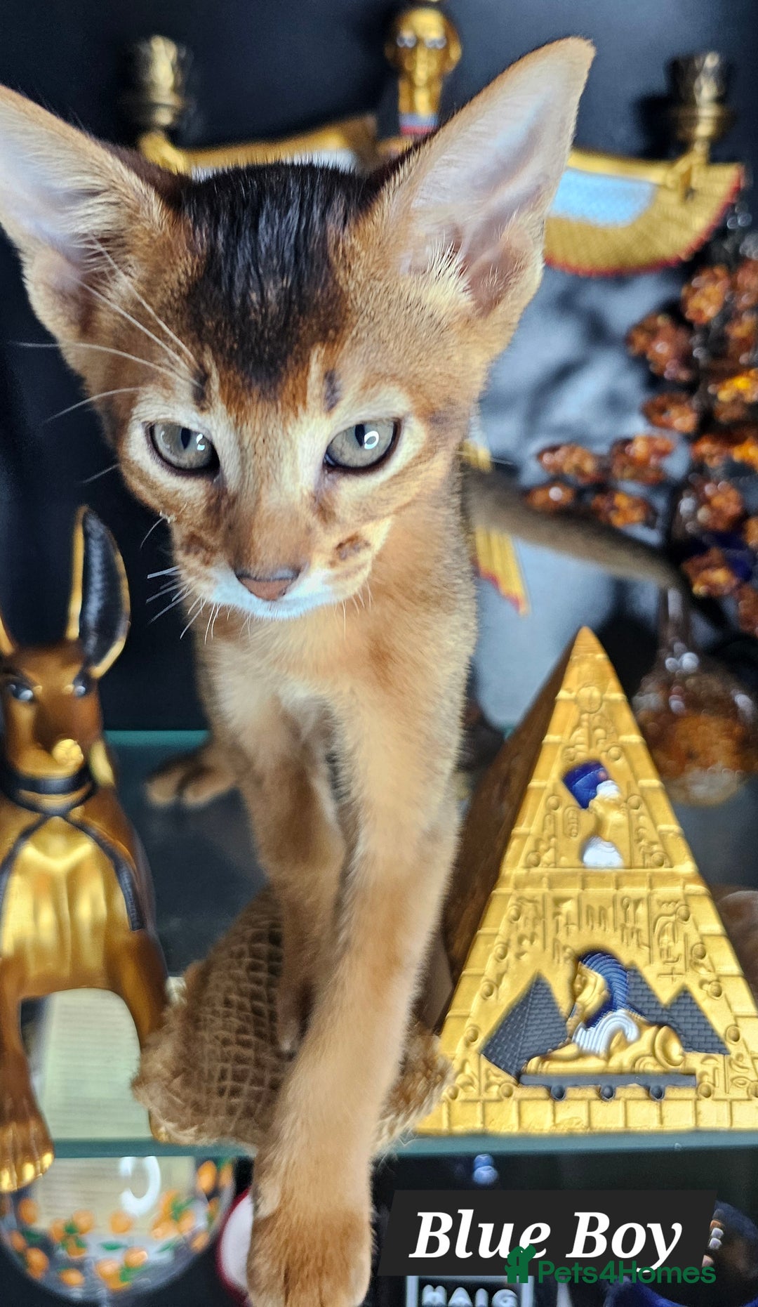 Abyssinian cats for sale: 4 Abyssinian kittens for sale - Advert 35