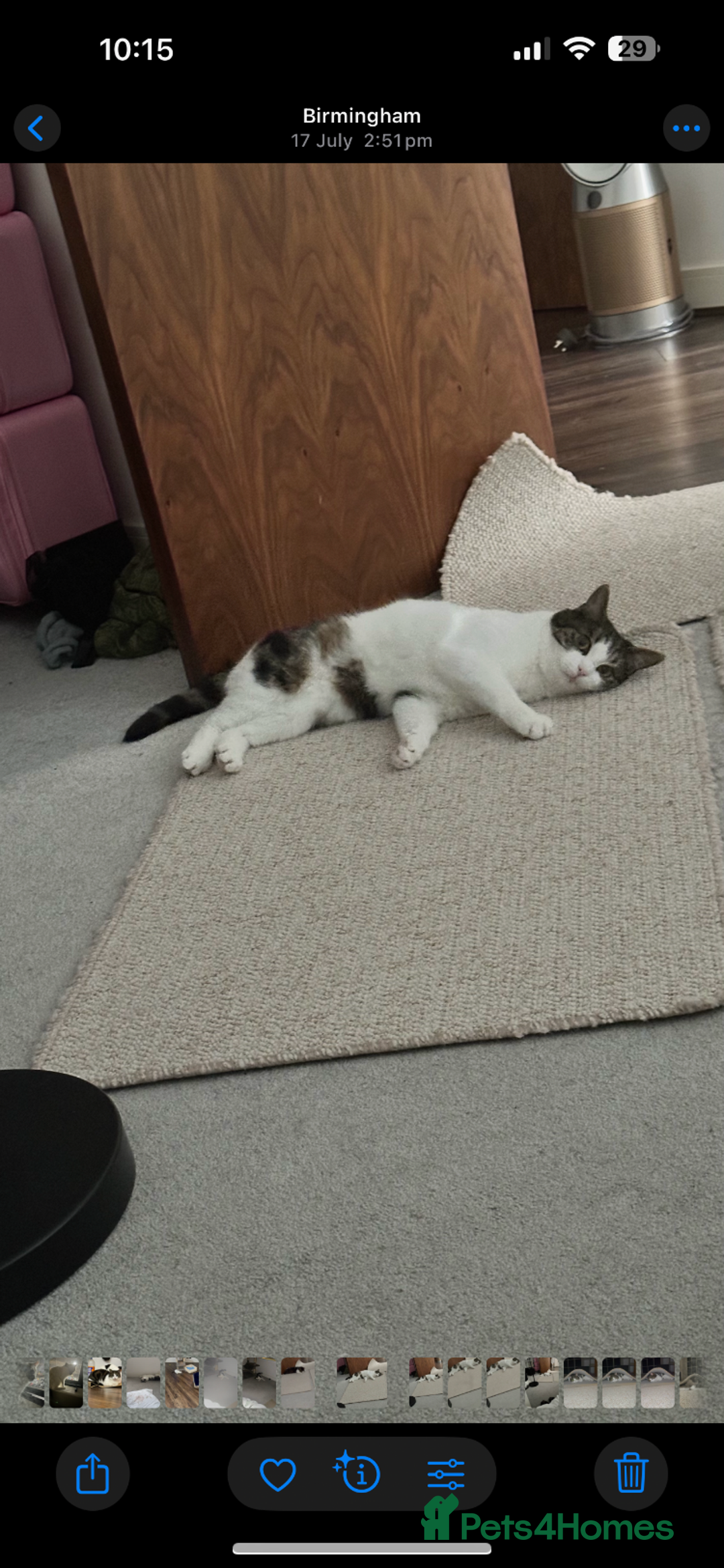 Mixed Breed cats for sale: FREE Gentle giant for sale - Image 10