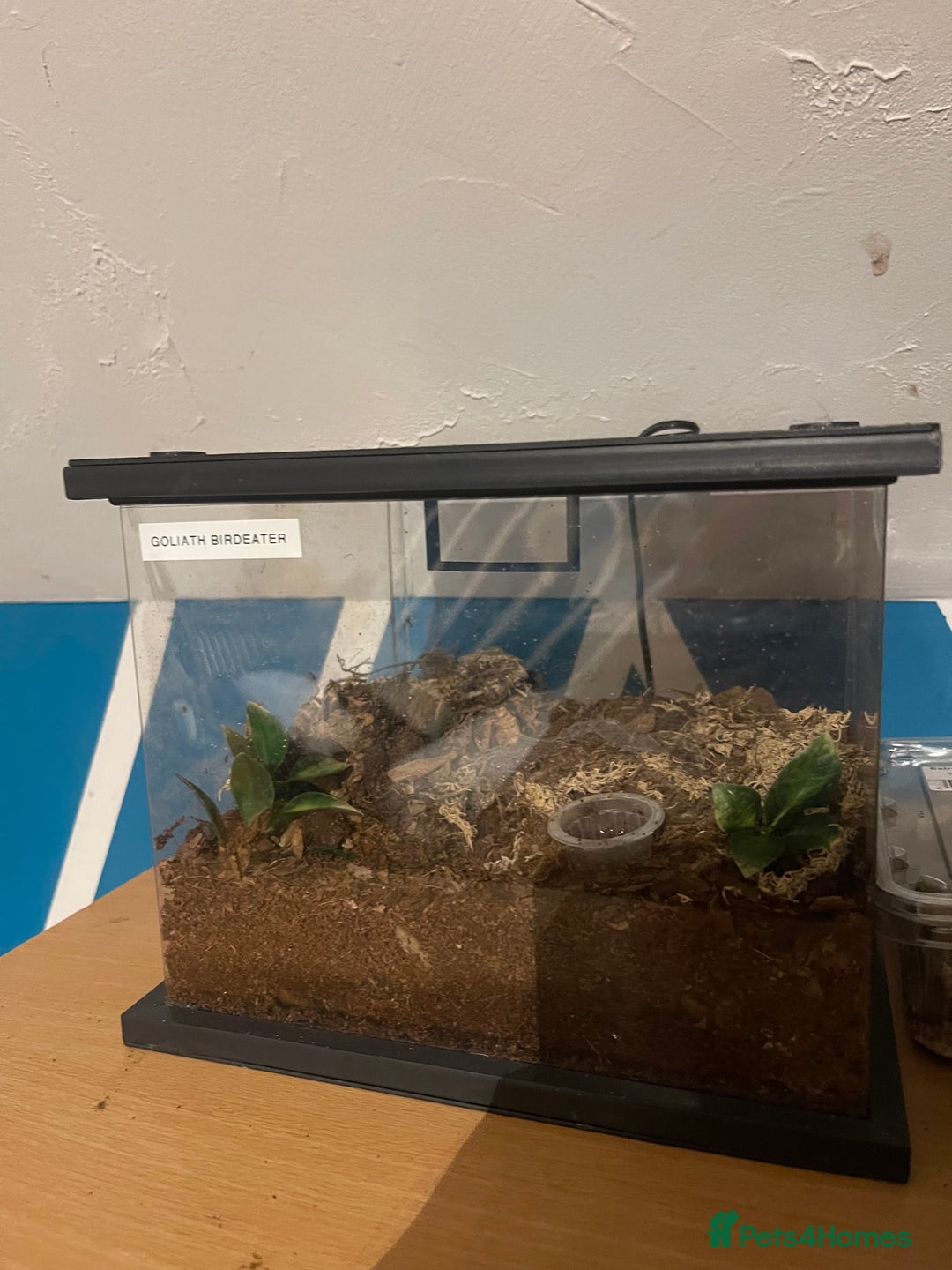 Tarantulas invertebrates for sale: Tarantula’s + scorpion for sale  - Advert 4