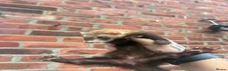 Ferret rodents for sale: Mixture of Jill and hobs in Sunderland - Advert 7