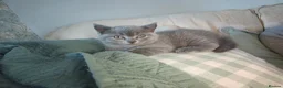 British Shorthair cats for sale: X2 Female British shorthair kittens  in Goole - Advert 4