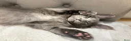 Maine Coon cats for sale: Stunning GCCF Registered Maine Coon Kittens  - Advert 10