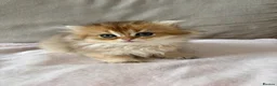 British Longhair cats for sale: Pedigree British longhair golden chocolate black - Advert 7