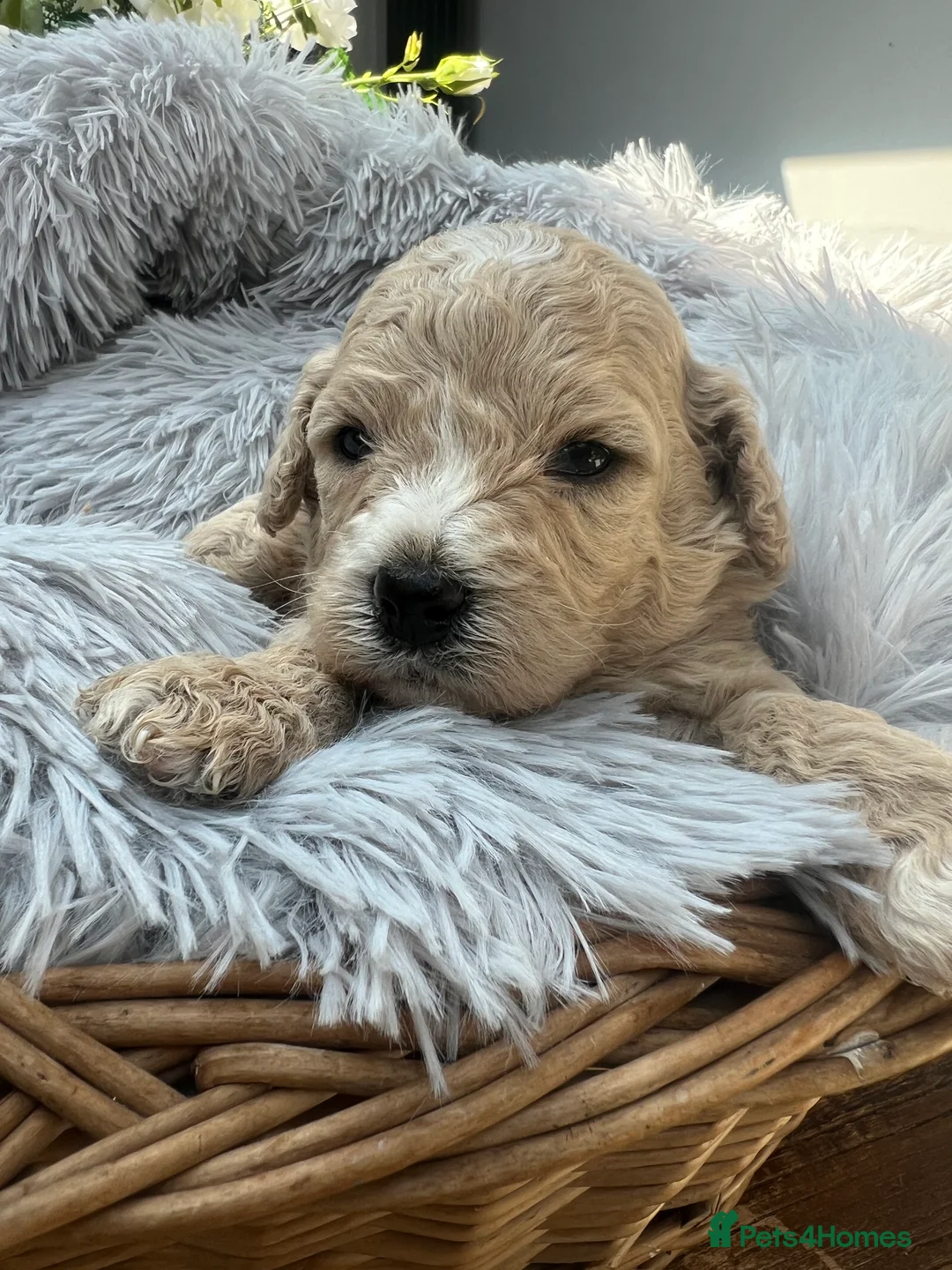 Cavapoochon dogs for sale: CAVAPOOCHON READY TO RESERVE  - Advert 13