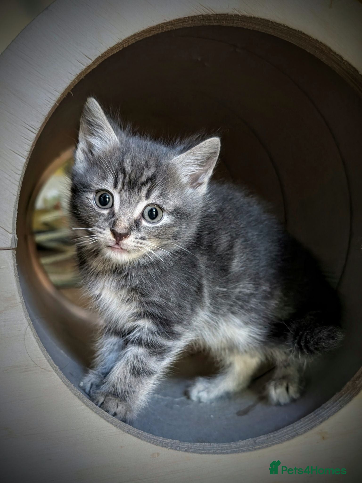 Ragcoon cats Beautiful Ragdoll / Bengal female 'Tabitha'  - Advert 3