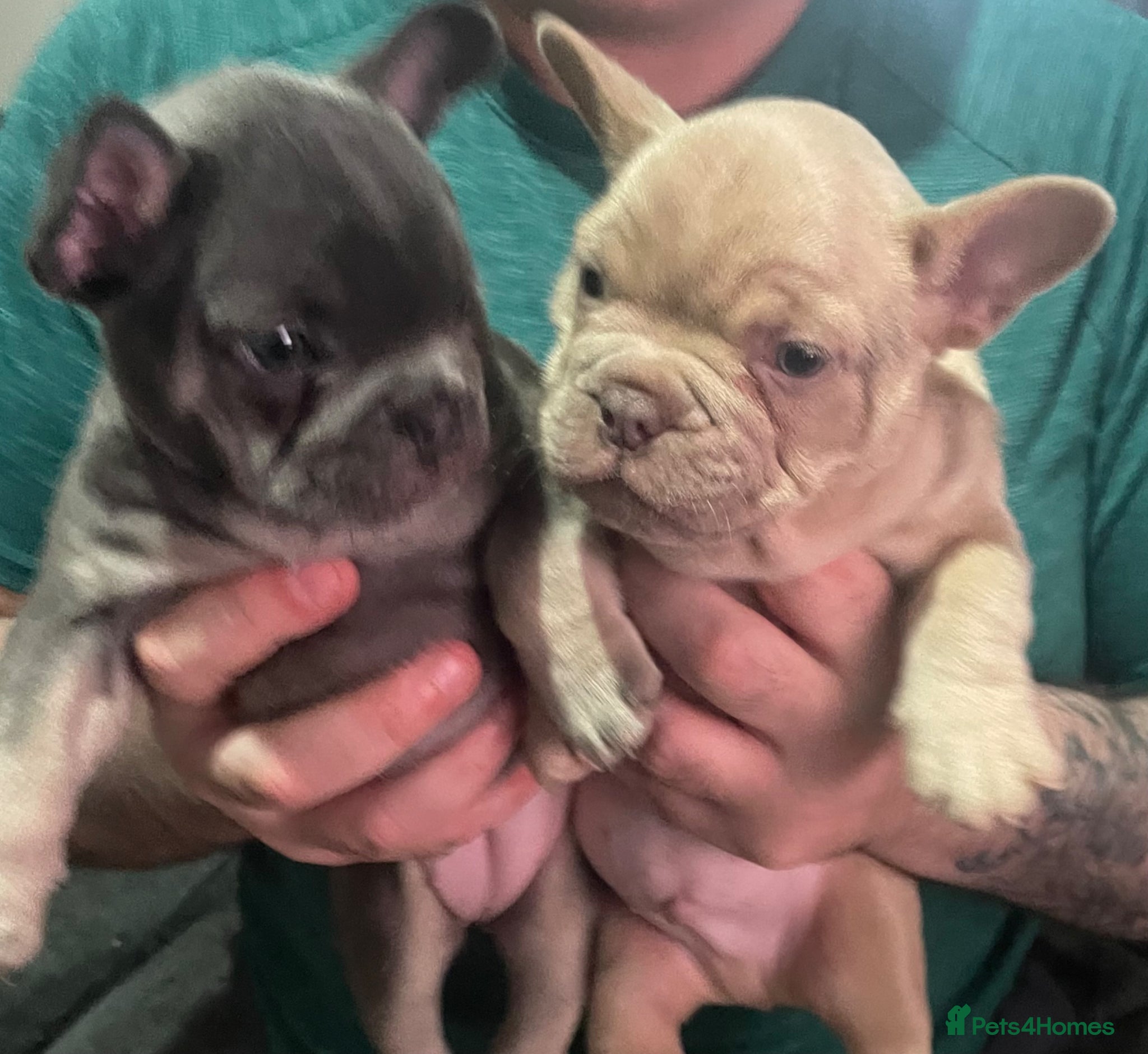 French Bulldog dogs 🔥🔥KC TOP QUALITY FRENCH BULLDOG PUPPIES 🔥🔥 - Advert 16