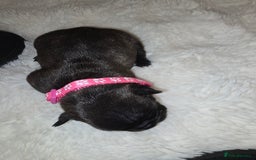 French Bulldog dogs for sale: 2 beautiful female French bulldogs - Advert 4