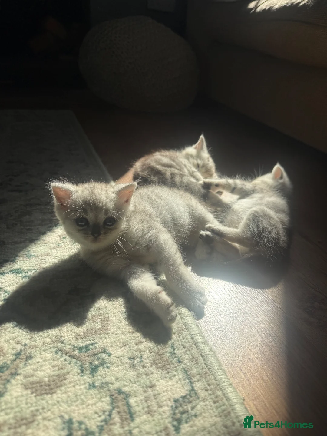 Persian cats for sale: Chinchilla Persian Kittens  in Goodwick - Advert 2