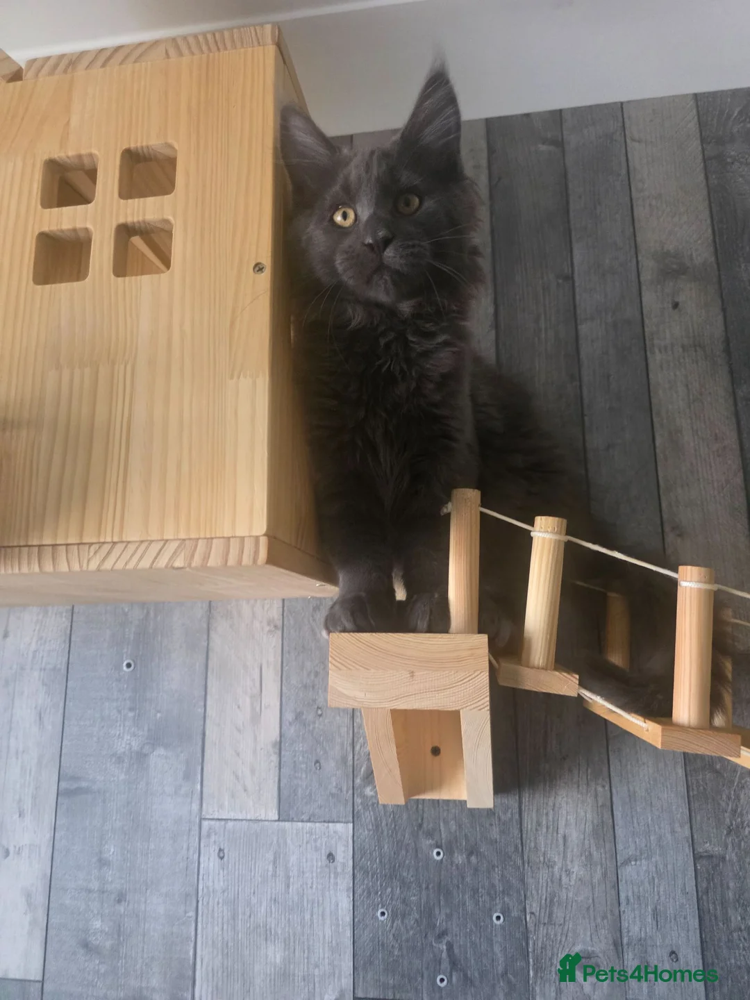 Maine Coon cats for sale: MAINE COON 2 boys left - Advert 2