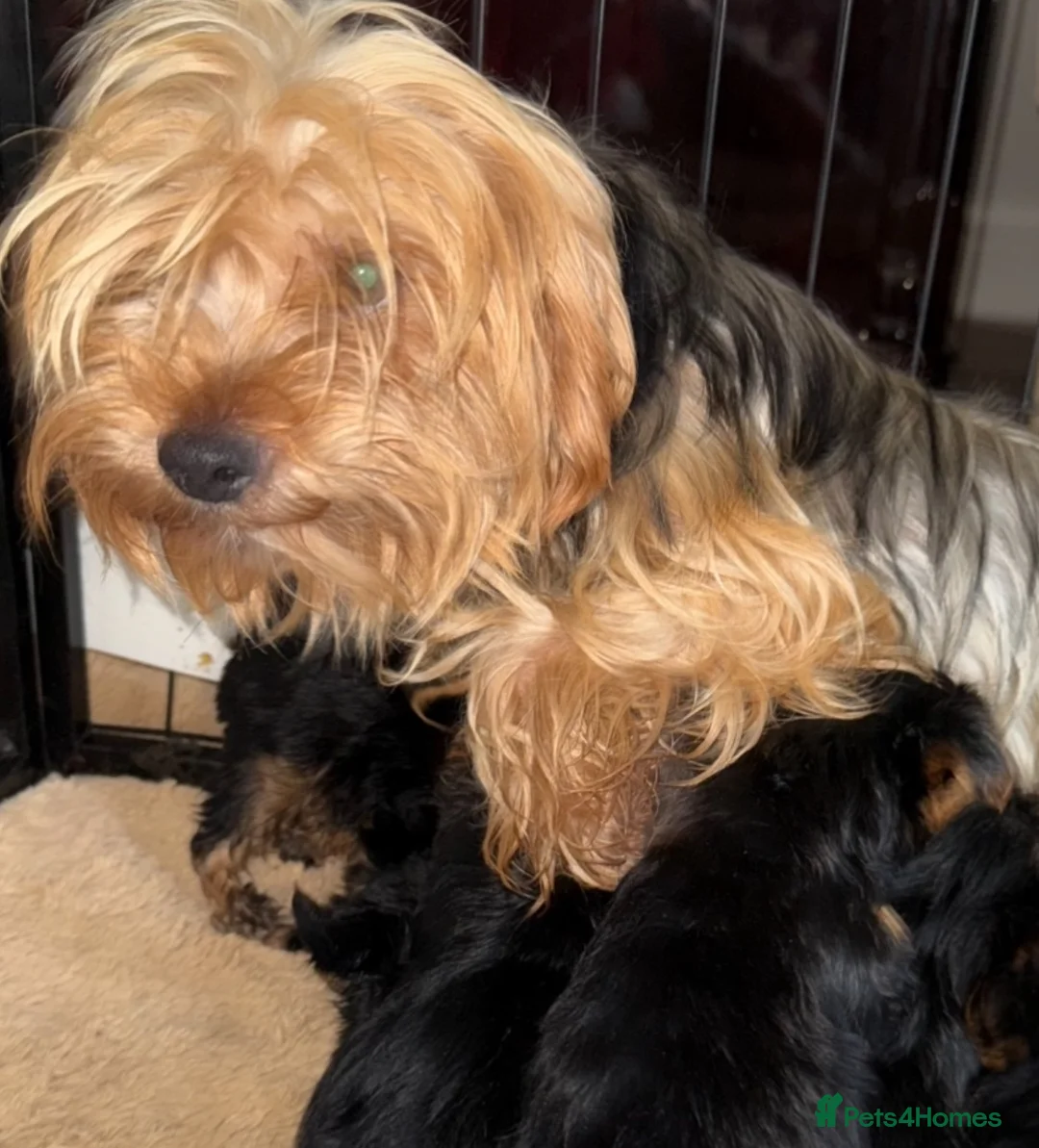 Yorkshire Terrier dogs for sale: Yorkshire terrier puppies  - Advert 1