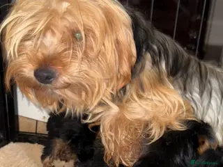 Yorkshire Terrier dogs Yorkshire terrier puppies - Advert 11